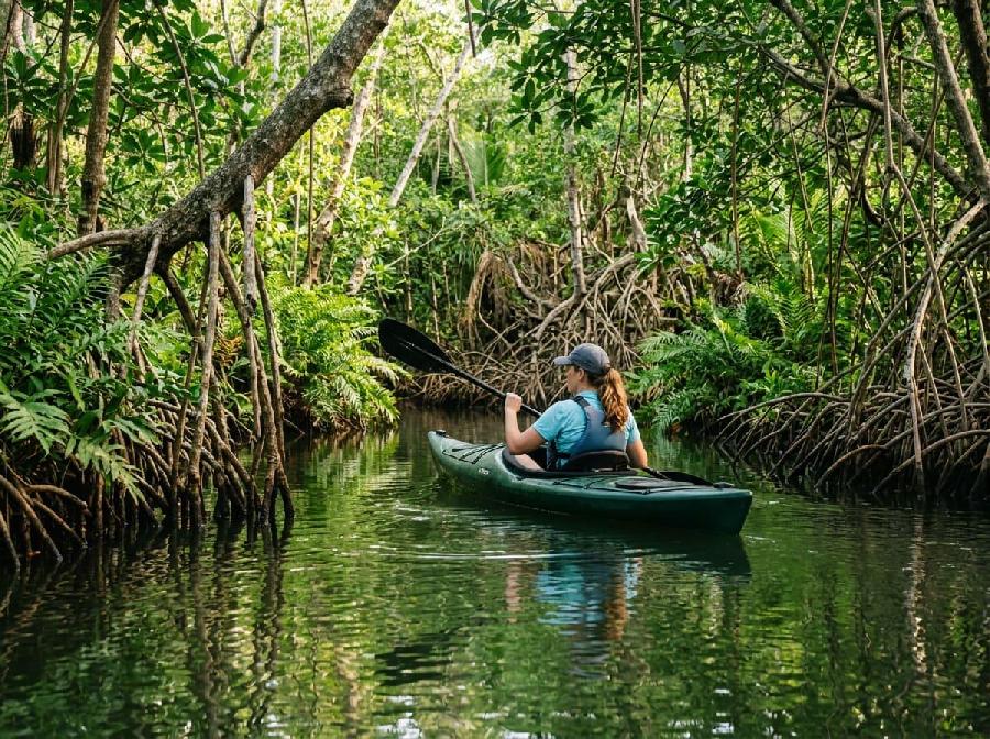 La mangrove de Guadeloupe : plongez au cœur d’un monde secret entre terre et mer