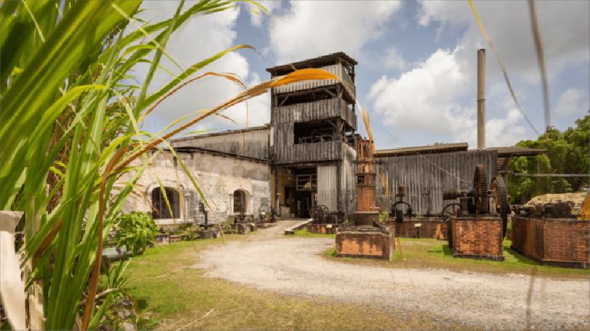 Marie Galante, l’île aux 100 moulins, a toujours été l’île de la Canne.