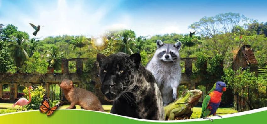 Zoo de Martinique