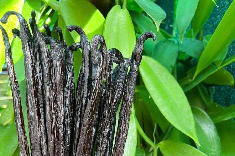 Une immersion authentique au cœur des saveurs de la Martinique